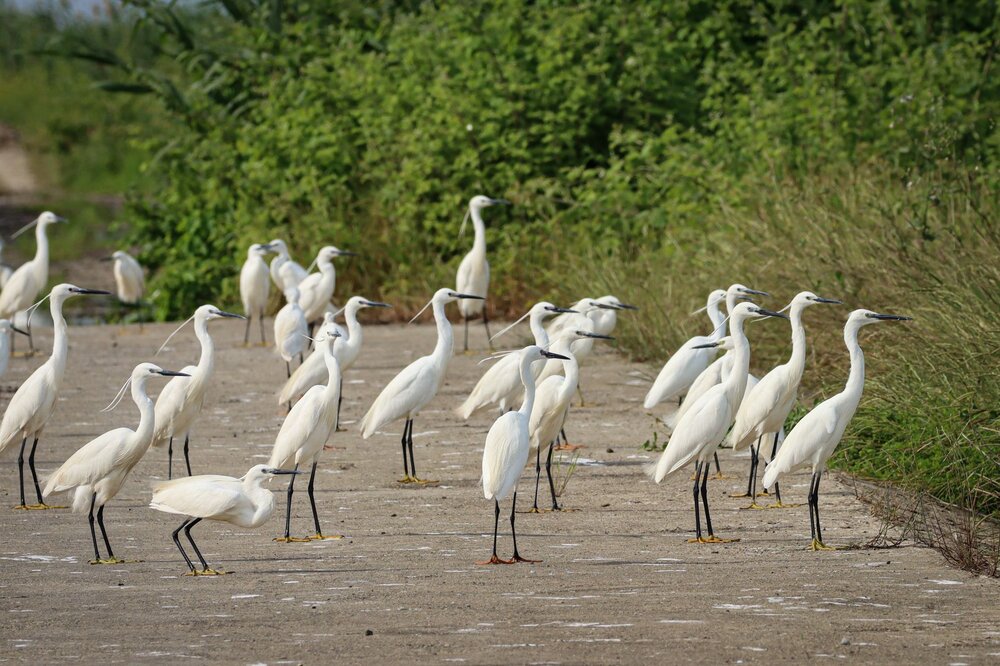 Bac Lieu Bird Sanctuary — Vietnam