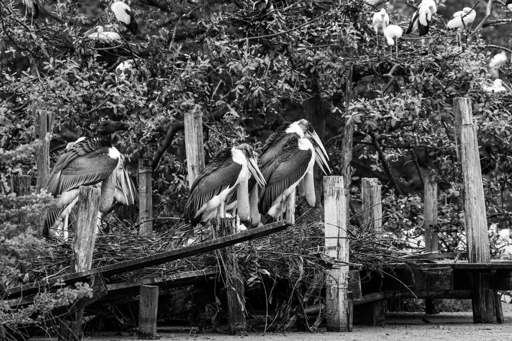 Bang Lang Stork Sanctuary — Vietnam