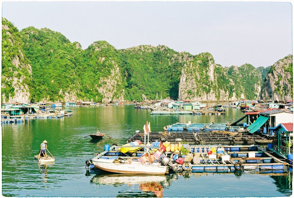 Cat Ba National Park June dawn hike lush green forest langur summer