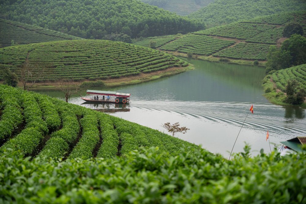 Cau Dat Tea Farm — Vietnam