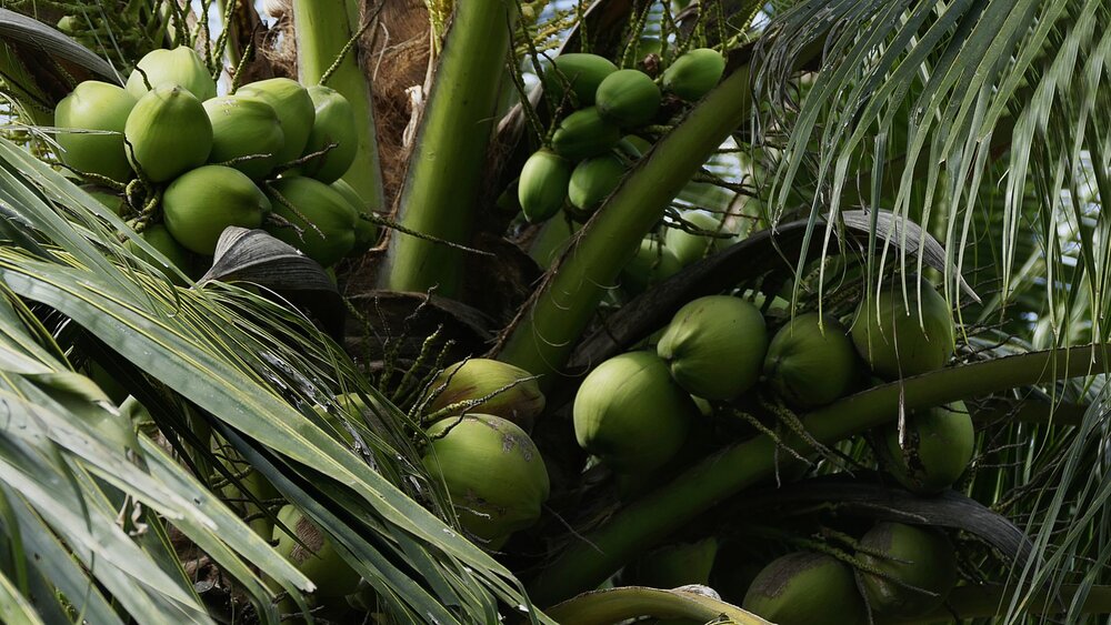 Coconut Kingdom (Ben Tre) — Vietnam