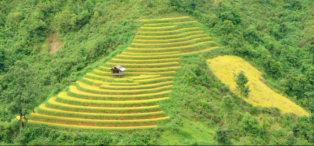 Golden terraced rice paddies cascading down hillsides at Mu Cang Chai in late September