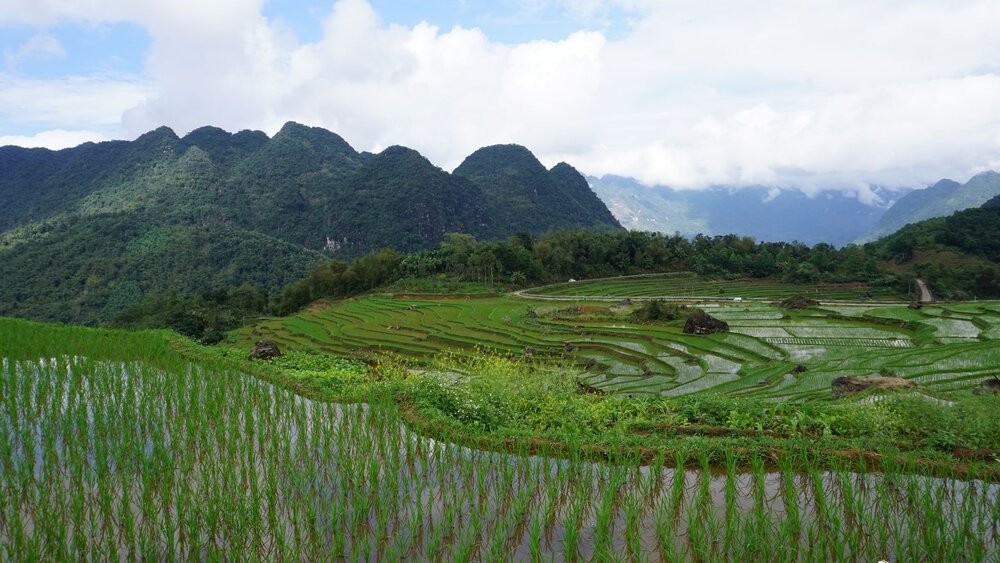 Terraced rice fields in the Pu Luong valley in Thanh Hoa province during harvest season