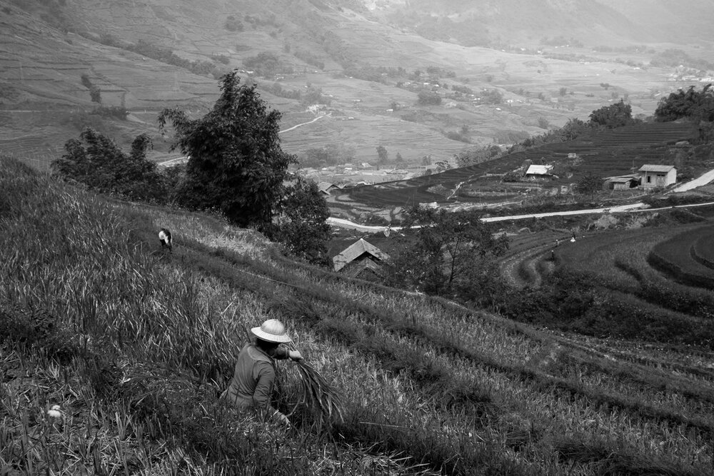 Sapa rice terraces with hill tribe village