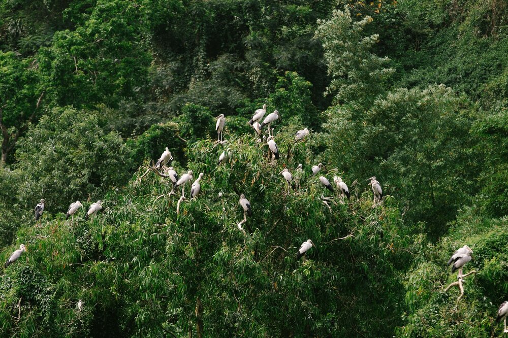 Thung Nham Bird Park — Vietnam