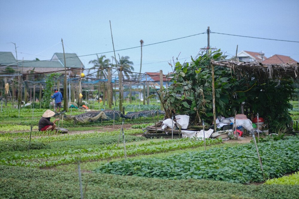 Tra Que Vegetable Village — Vietnam