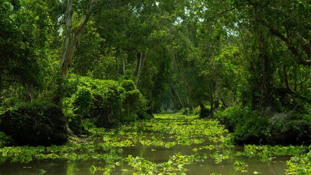 Tra Su Cajuput Forest — Vietnam