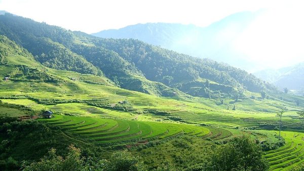 Terraced rice fields in the Tram Tau valley