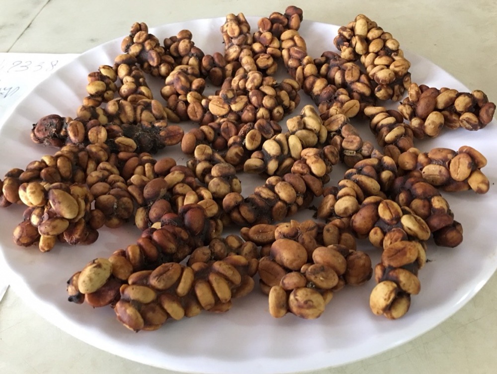 Weasel coffee beans from Vietnam Central Highlands