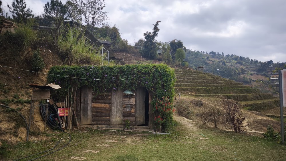 A vine-covered log hut beside bare terraces in Mu Cang Chai in March
