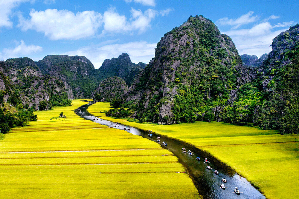Bamboo boats on the Ngo Dong River through golden rice fields at Tam Coc, Ninh Binh in October
