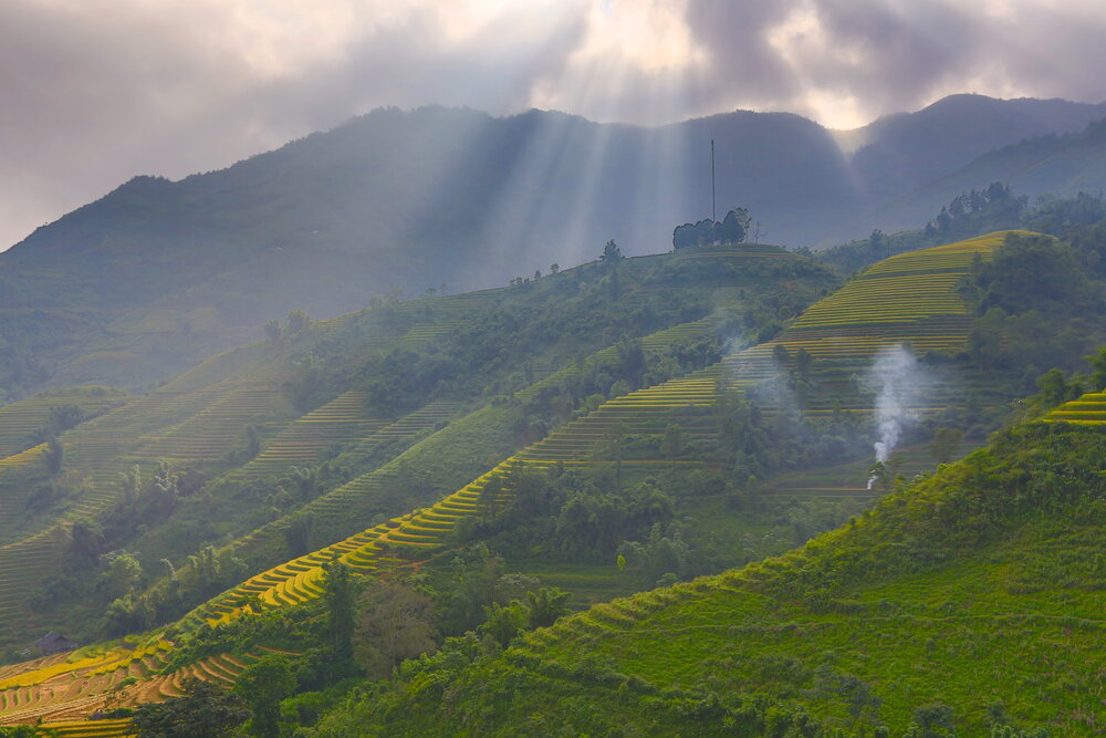 Golden rice terraces in the Muong Hoa Valley near Sapa during September harvest season