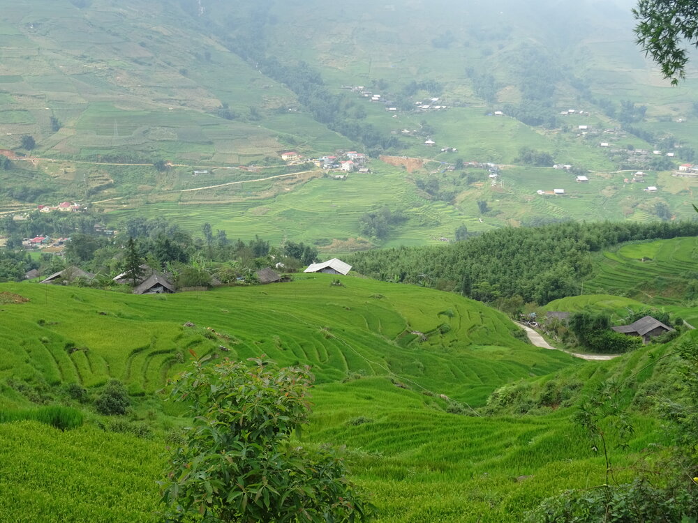 Flooded and planted rice terraces in Muong Hoa Valley, June